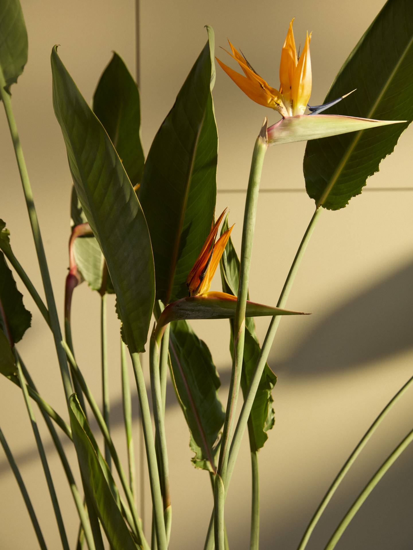Strelitzia