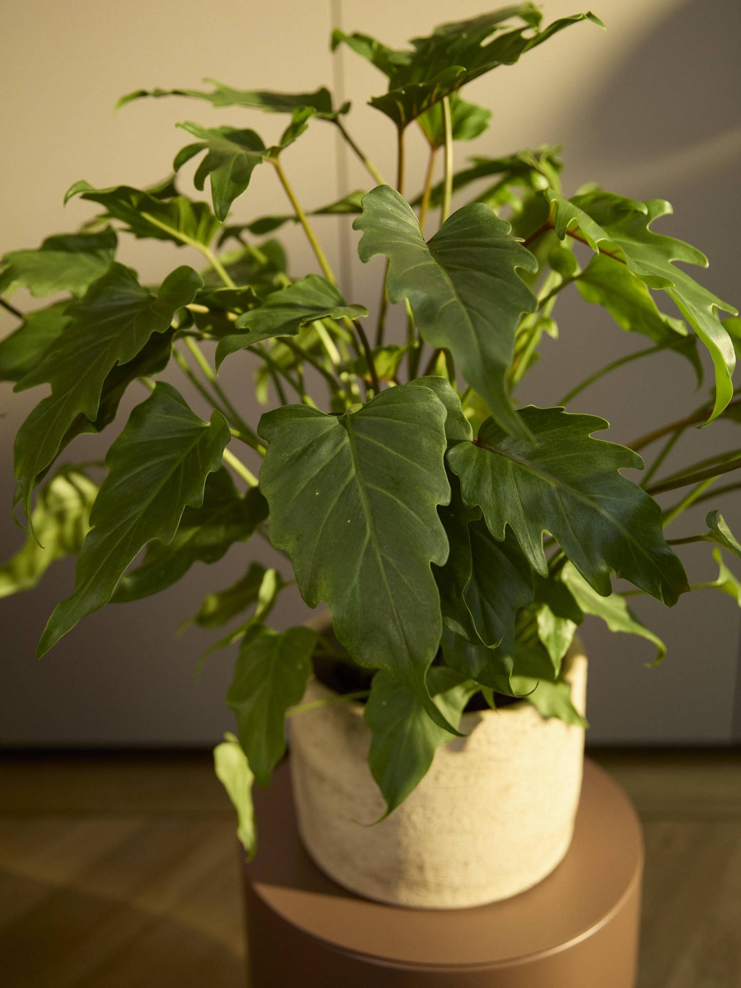 Pflanzen frs Wohnzimmer: So triffst du die richtige Wahl - Plants &  Flowers Foundation