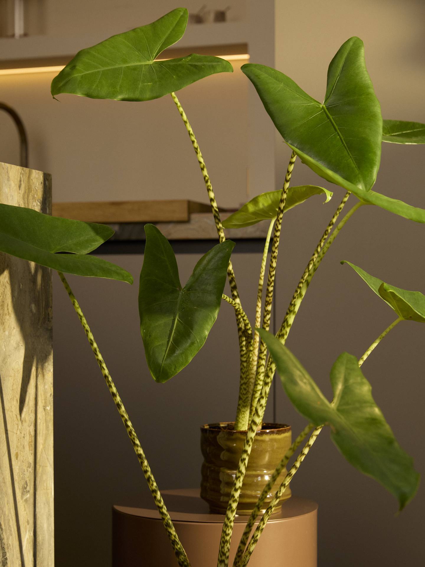 BBH20241021__L7A2821.original