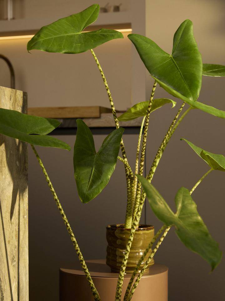 BBH20241021__L7A2821