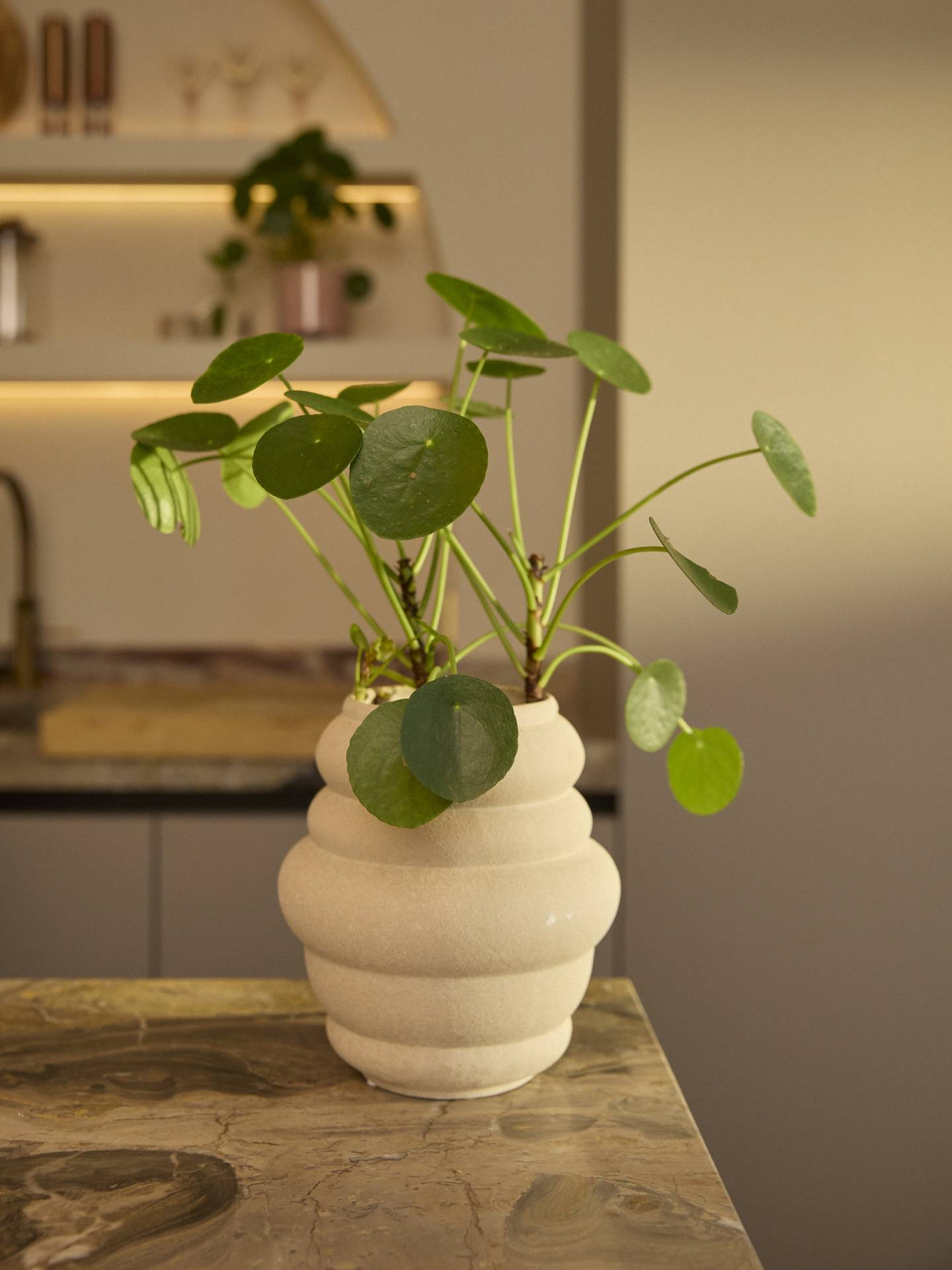 Pannenkoekenplant (Pilea peperomioides) in een beige, gegolfde pot op een marmeren aanrechtblad in een moderne keuken