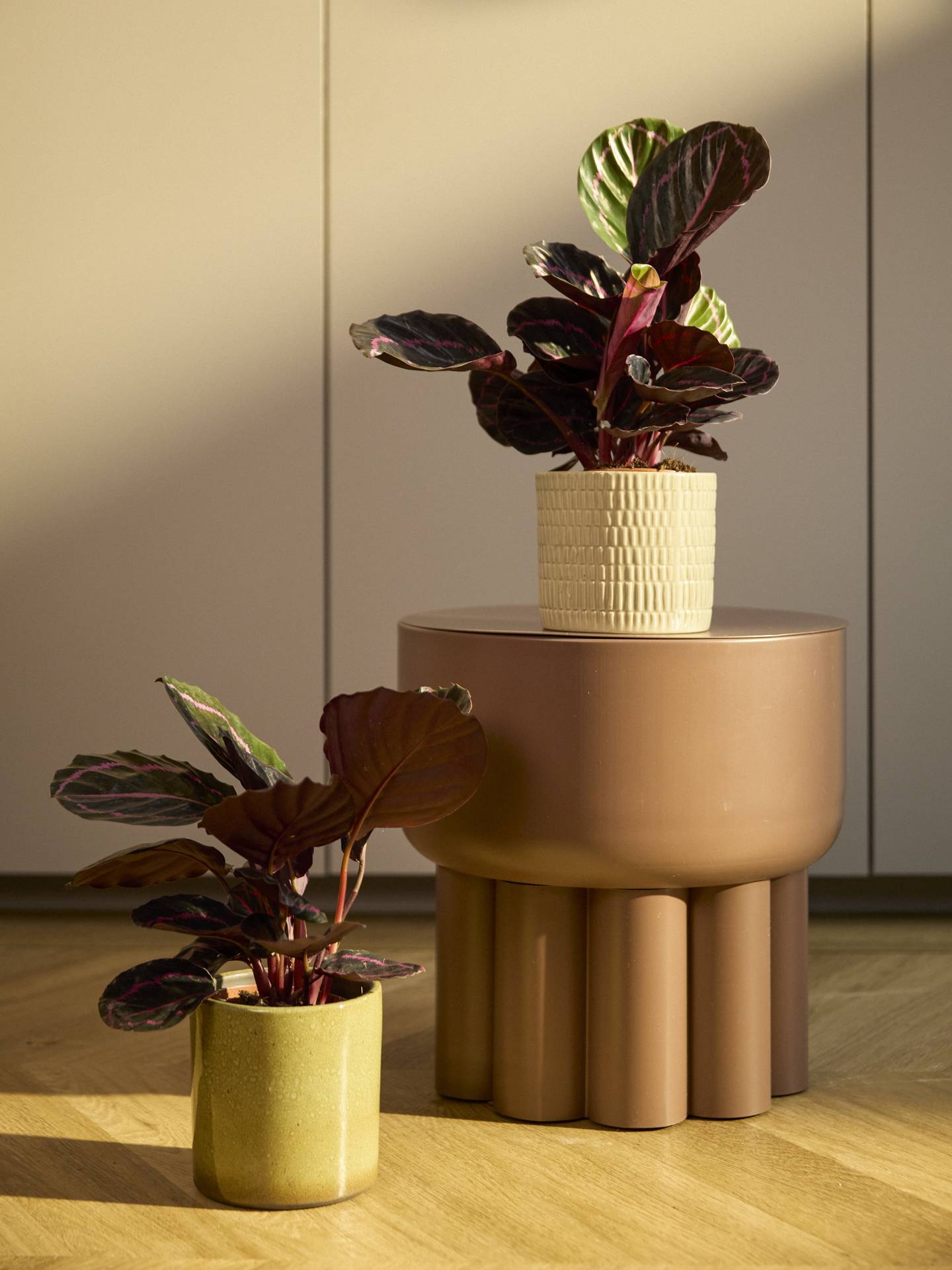 calathea kamerplant
