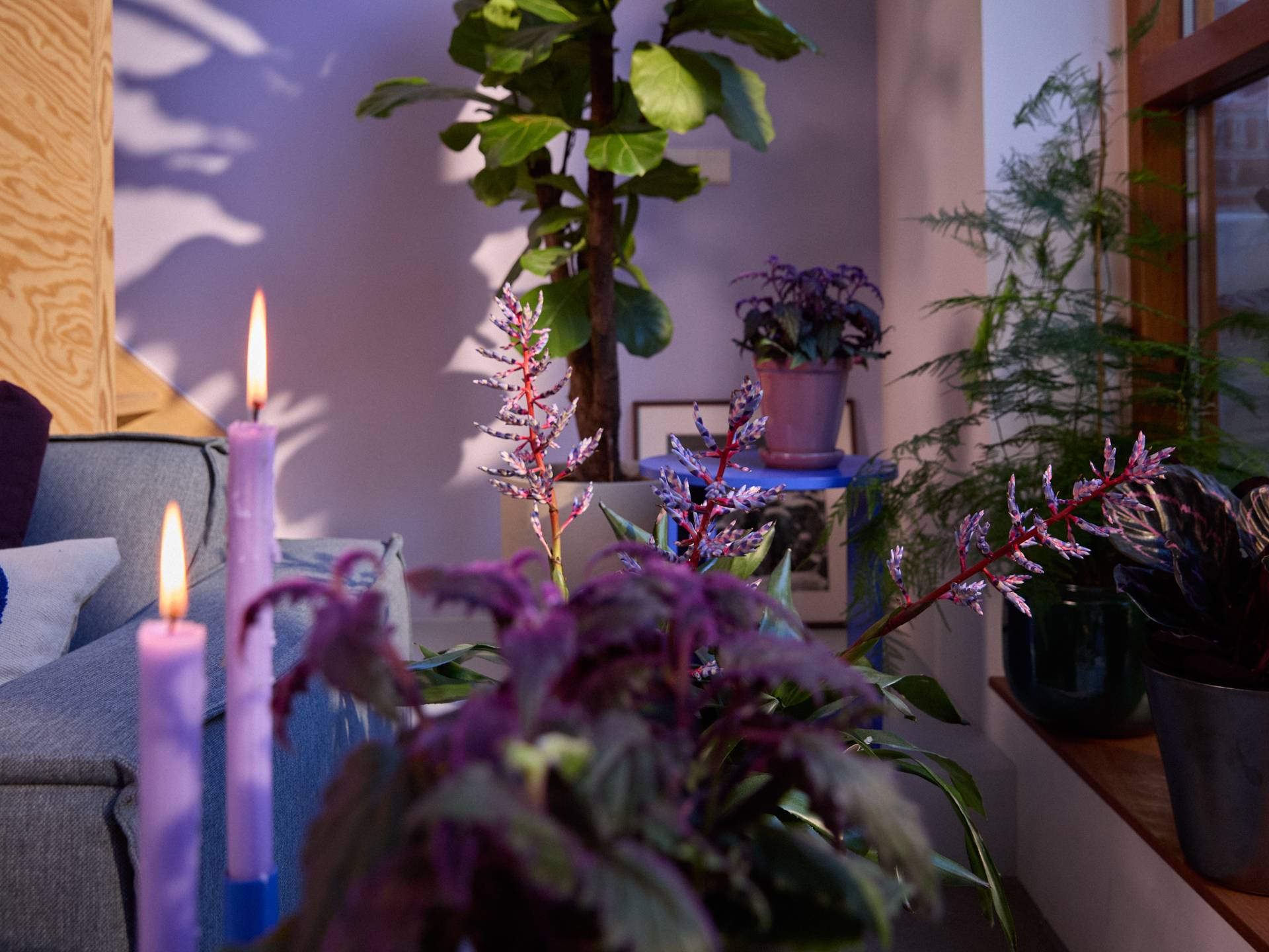 Cosmic Future trend met Aechmea