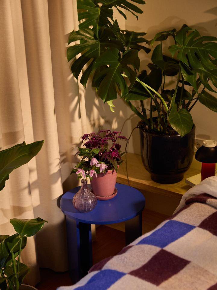 planten in slaapkamer