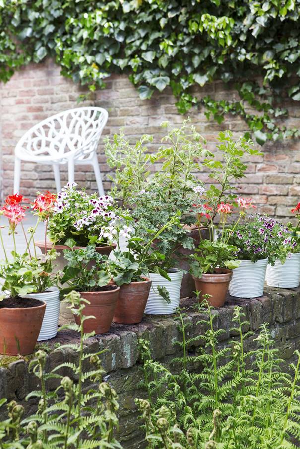 BBH Balkonplant 2016 Pelargonium 008 LR