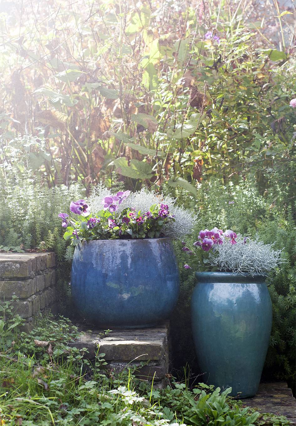 Tuinplant zilverstruikje in blauwe potten