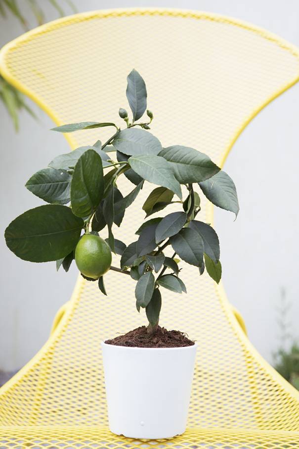 citrusboompje op stoel