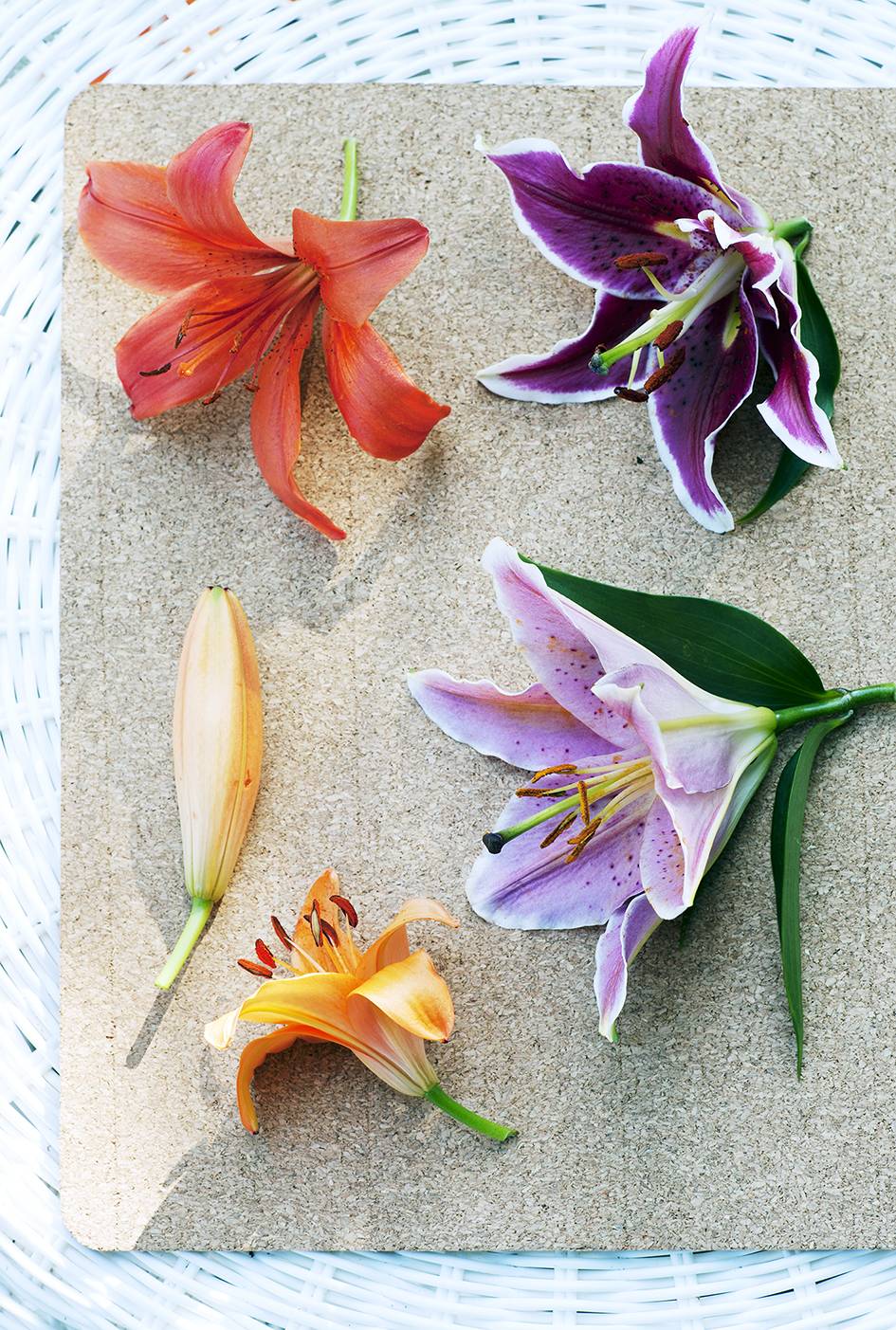 Verschillende lelies, waaronder oranje, paarse en roze, op een beige ondergrond.