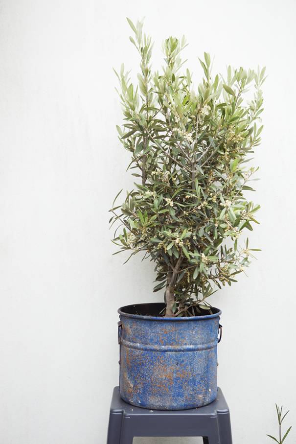 olijfboompje in pot