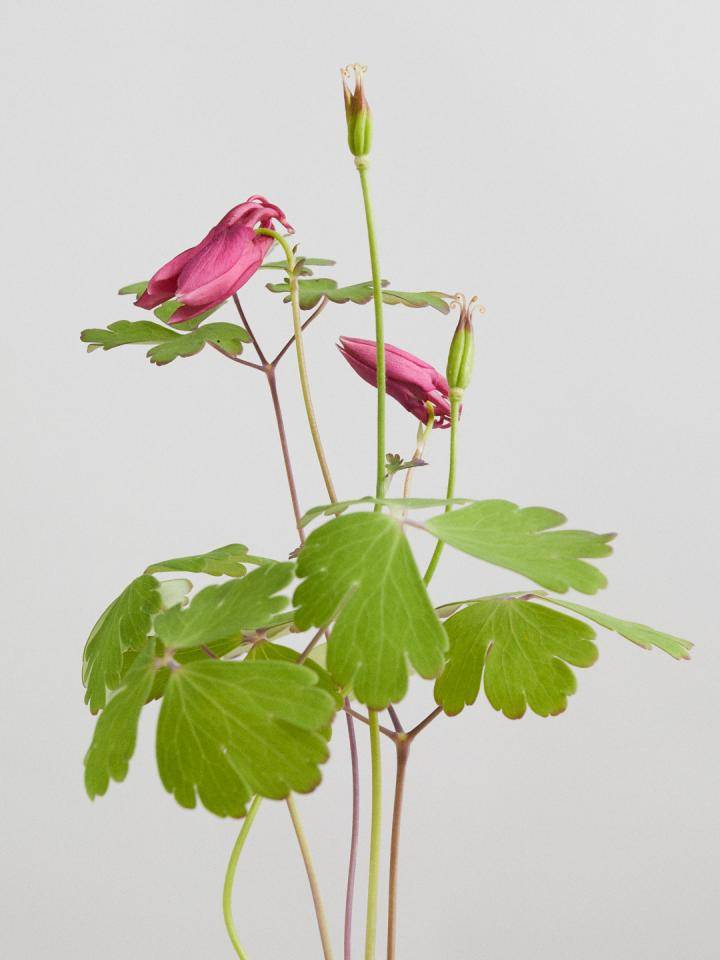 BBH_Online_Akelei_flower agenda V20449