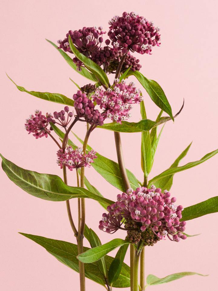 Paarse Asclepias bloemen met groene bladeren tegen een roze achtergrond.