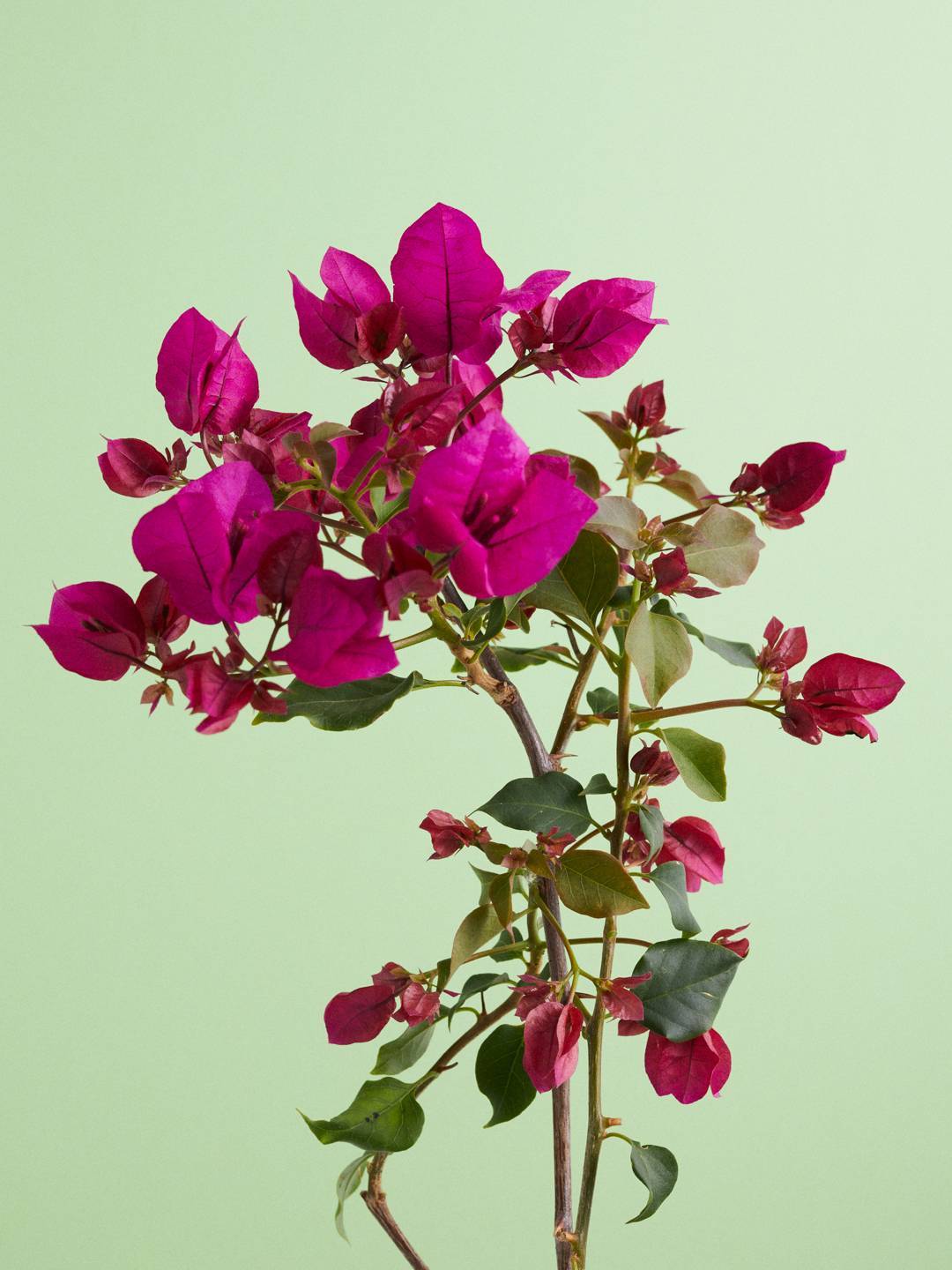 BBH_Online_Bougainville_flower_agenda_V20428_.width-1920