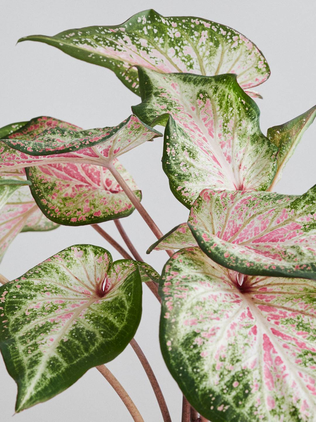 BBH_Online_Caladium_flower agenda V20415