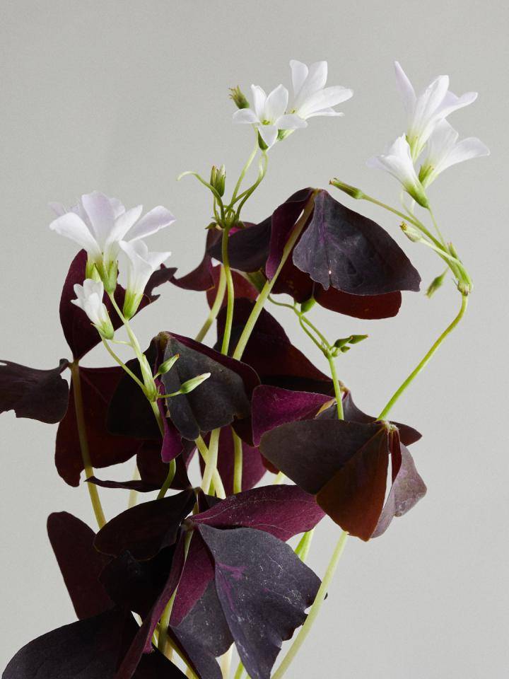 BBH_Online_Geluksklaver_flower agenda V20367