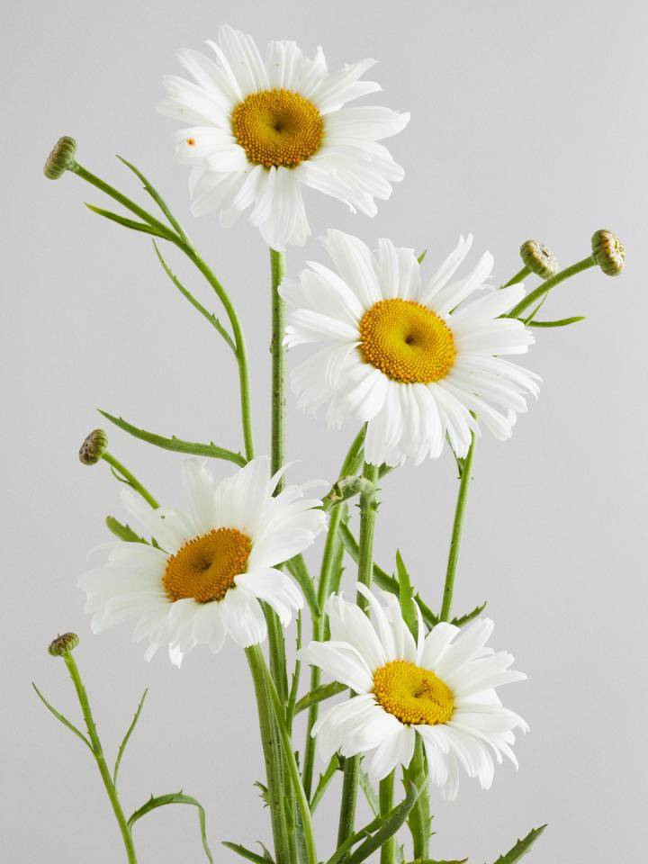 Leucanthemum Margriet