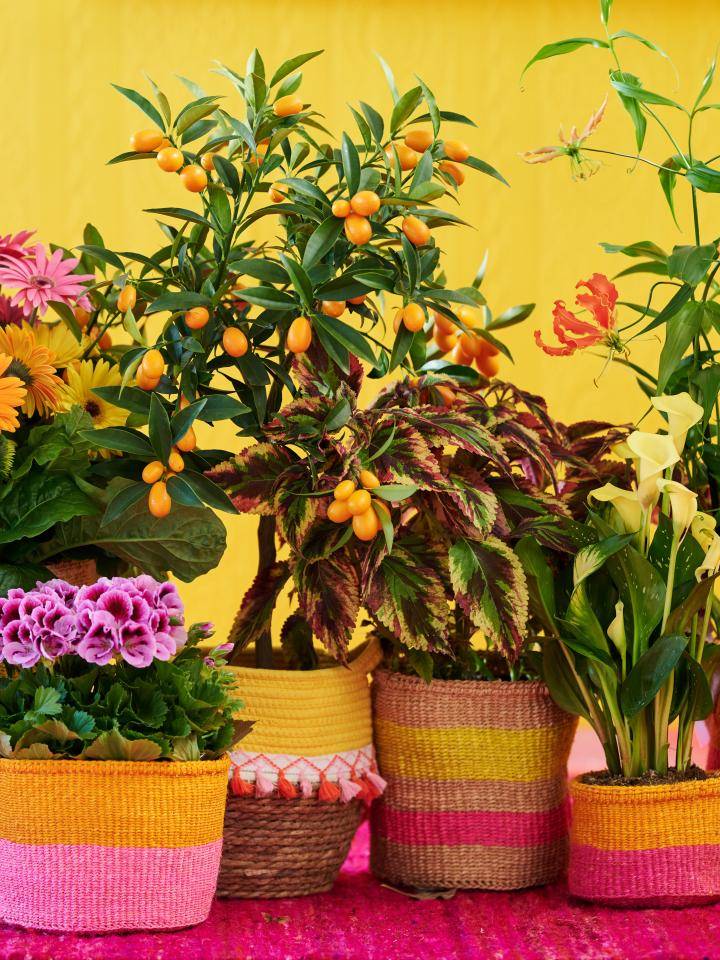 BBH_Trends_24_VV_planten-teun 2