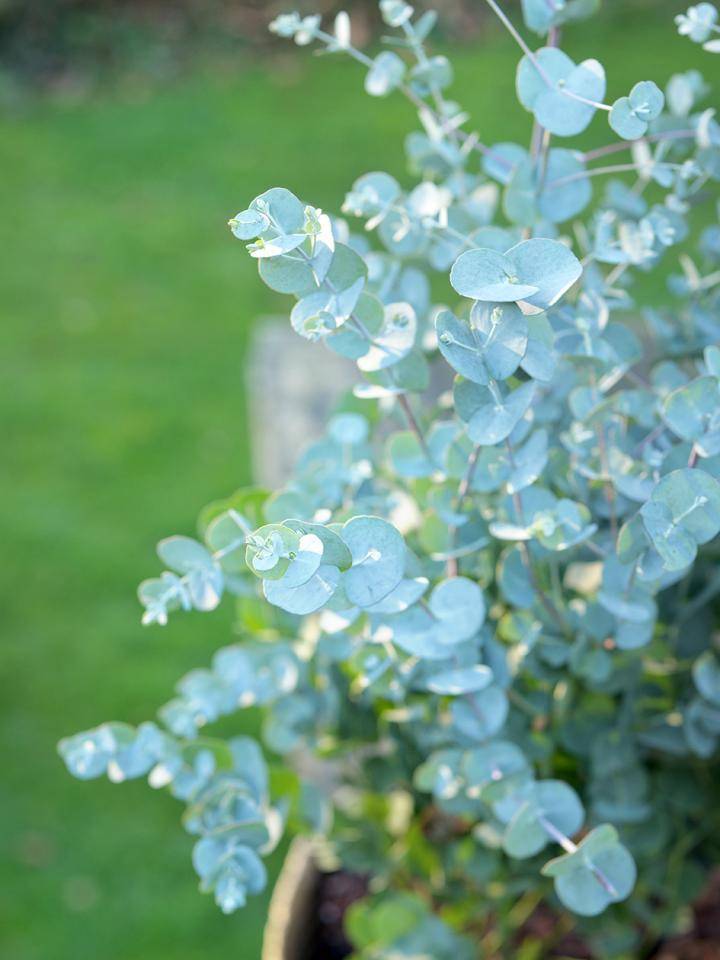 BBH_Winter_The_world_Beyond_Eucalypthus_002_L.width-1920