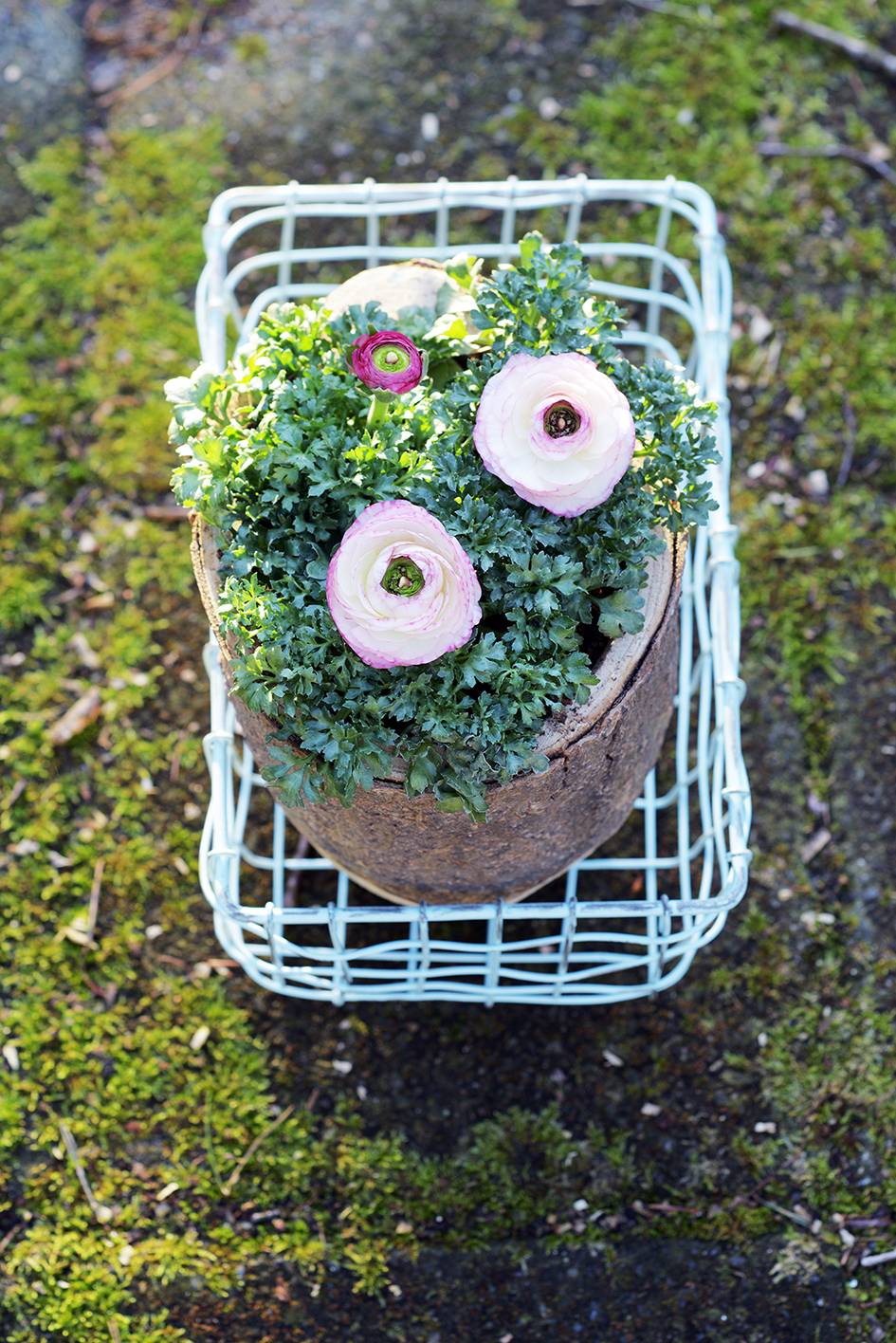 Buiten Ranonkels in de tuin in een mandje