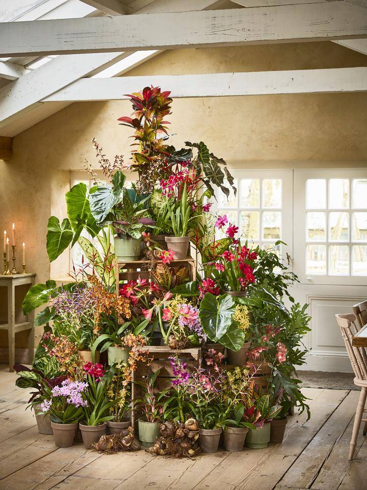 7 plants that make perfect Christmas presents - Plants & Flowers Foundation