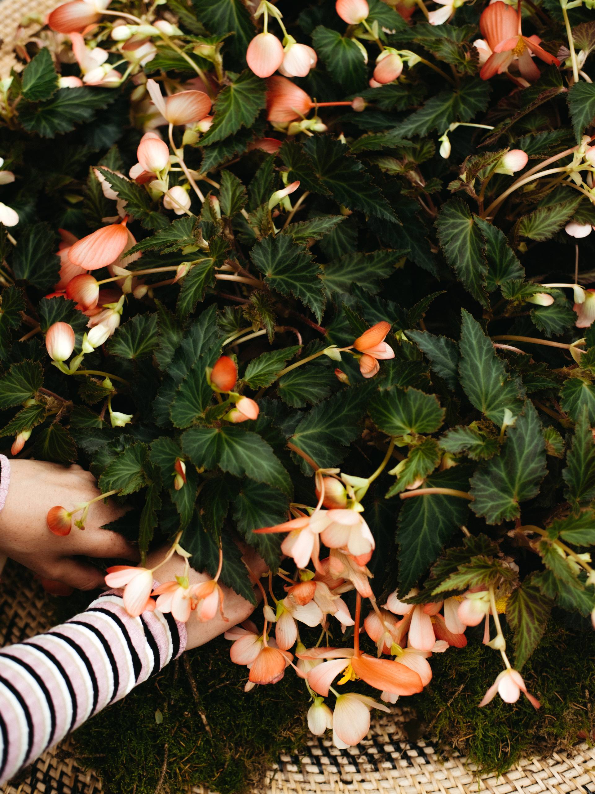Begonia in een plant met handen