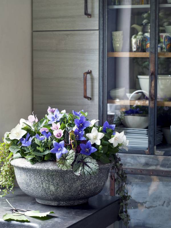 Ballonklokje Mooiwatplantendoen.nl - 0ca5a49c-f2d8-499d-be47-47818a1de4c1