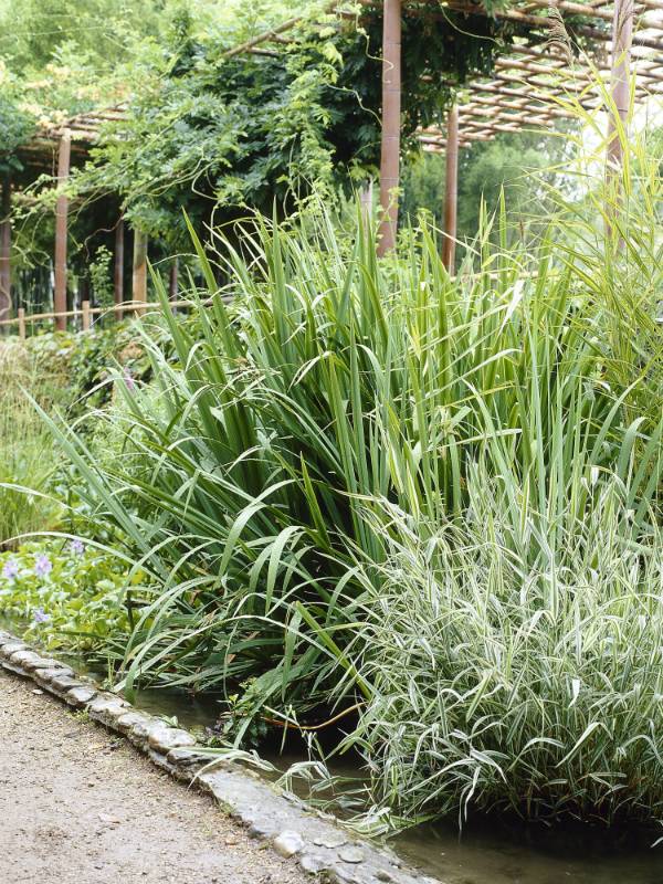 Bamboo Thejoyofplants.co.uk - ba9a4ca0-67b6-4563-9df5-6f9d21da4488