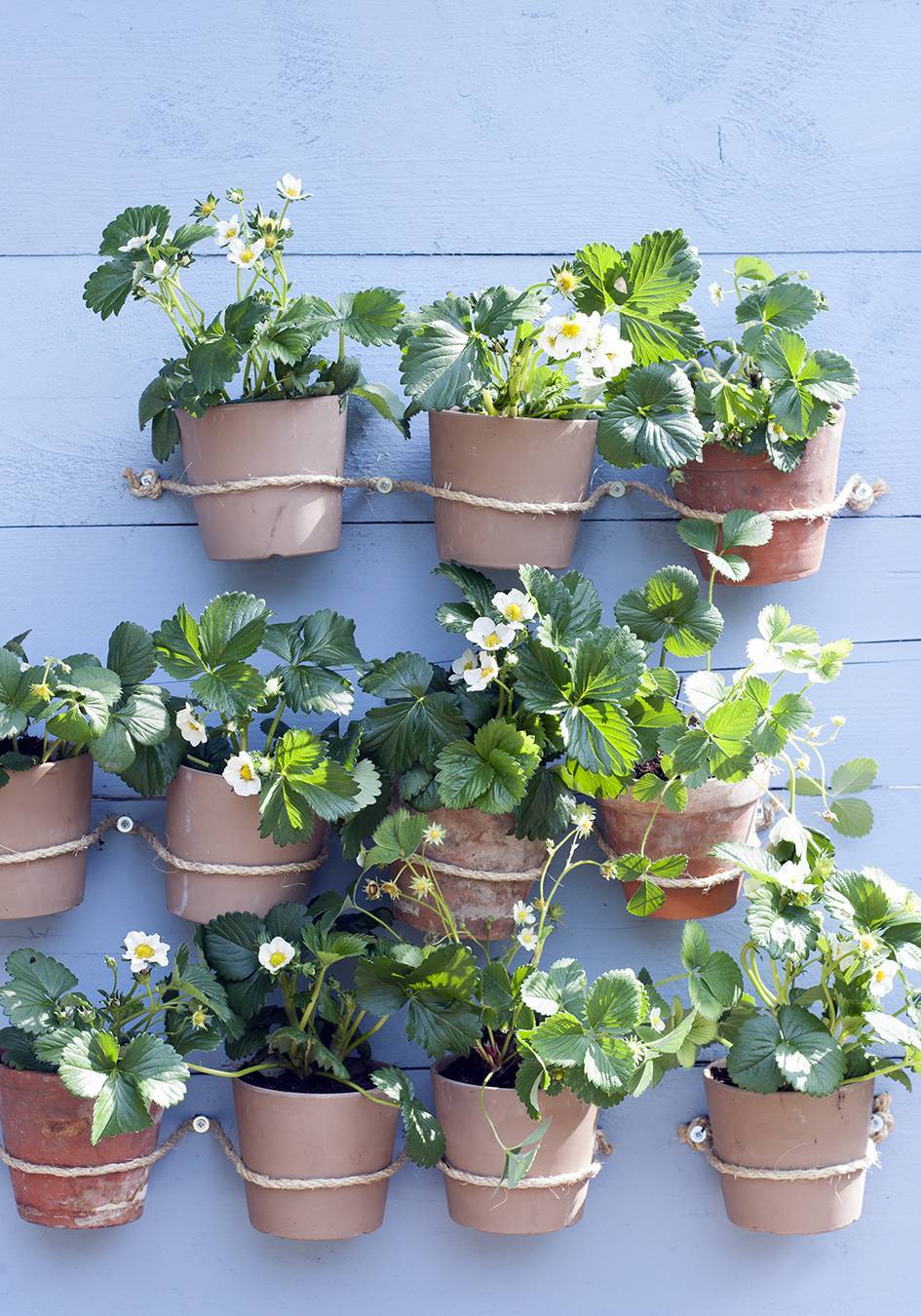 verticale aardbeienwand