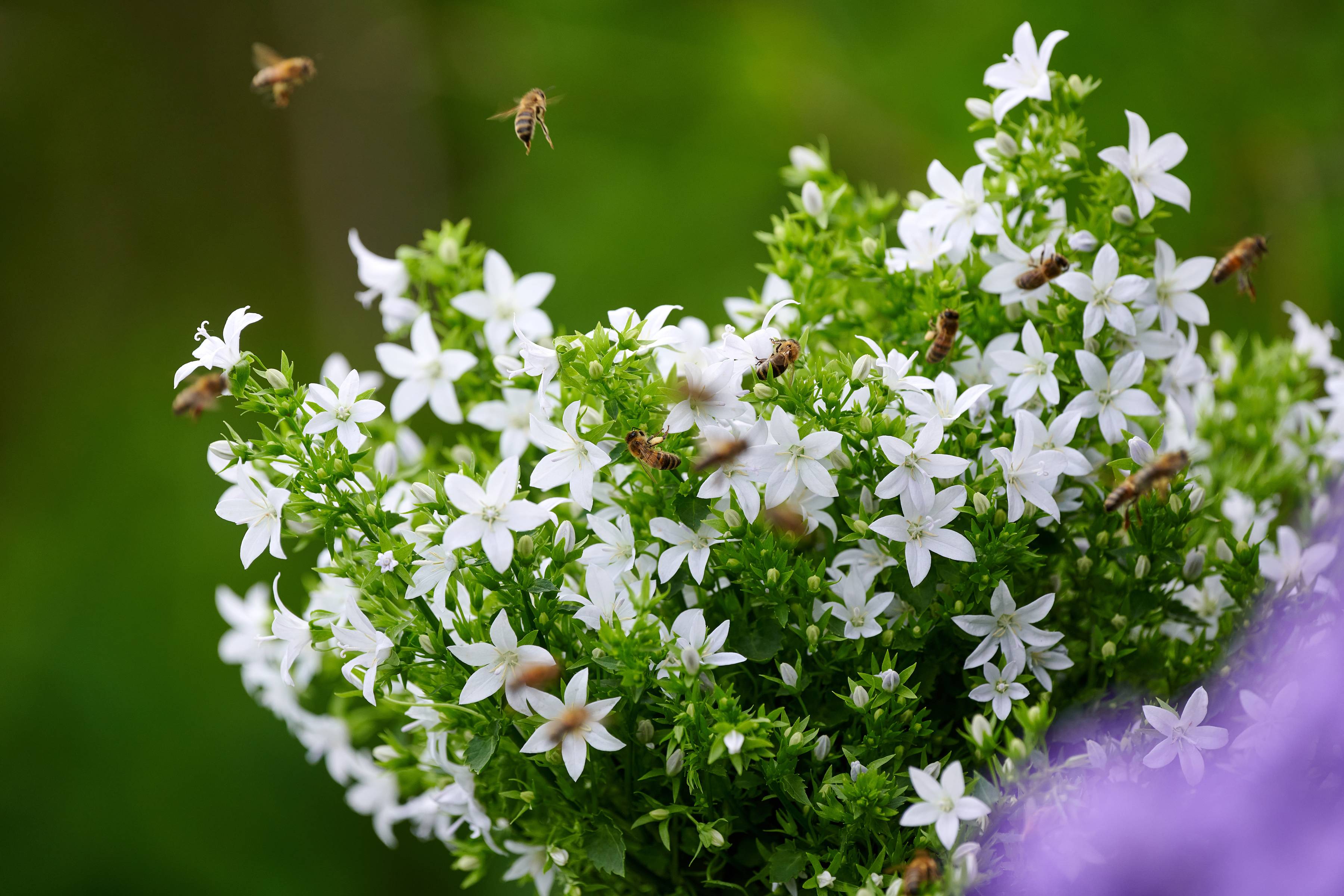 Campanula met bijen bees
