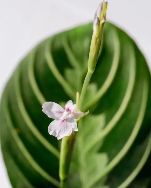 Marante - Plants & Flowers Foundation
