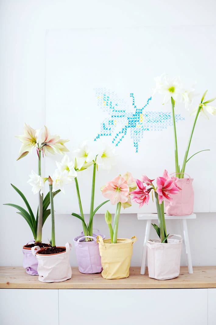 Bollen voor binnen - b4a511b1-8c8d-4709-9e5f-f8bd00e3238e