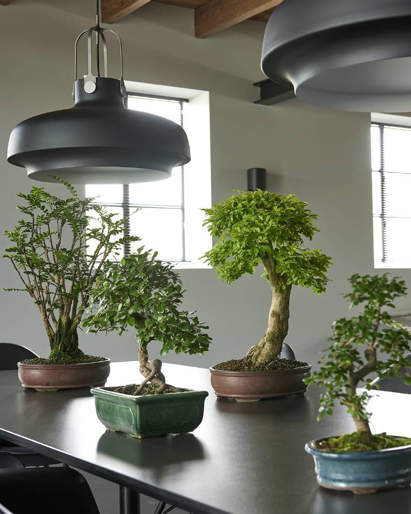 efeu gloire de marengo Hedera algeriensis 'Gloire de Marengo' — Efeu