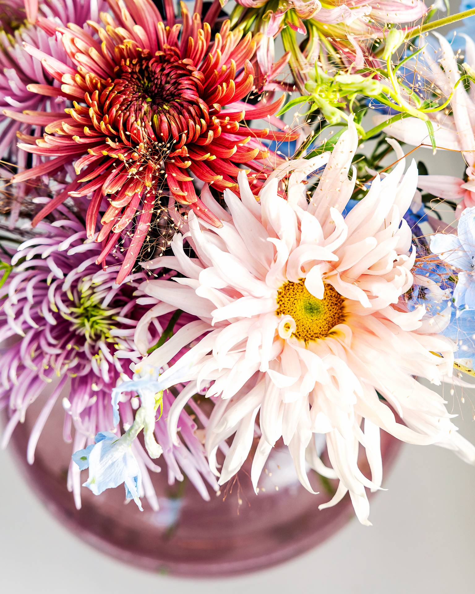 chrysant sterkte bloem