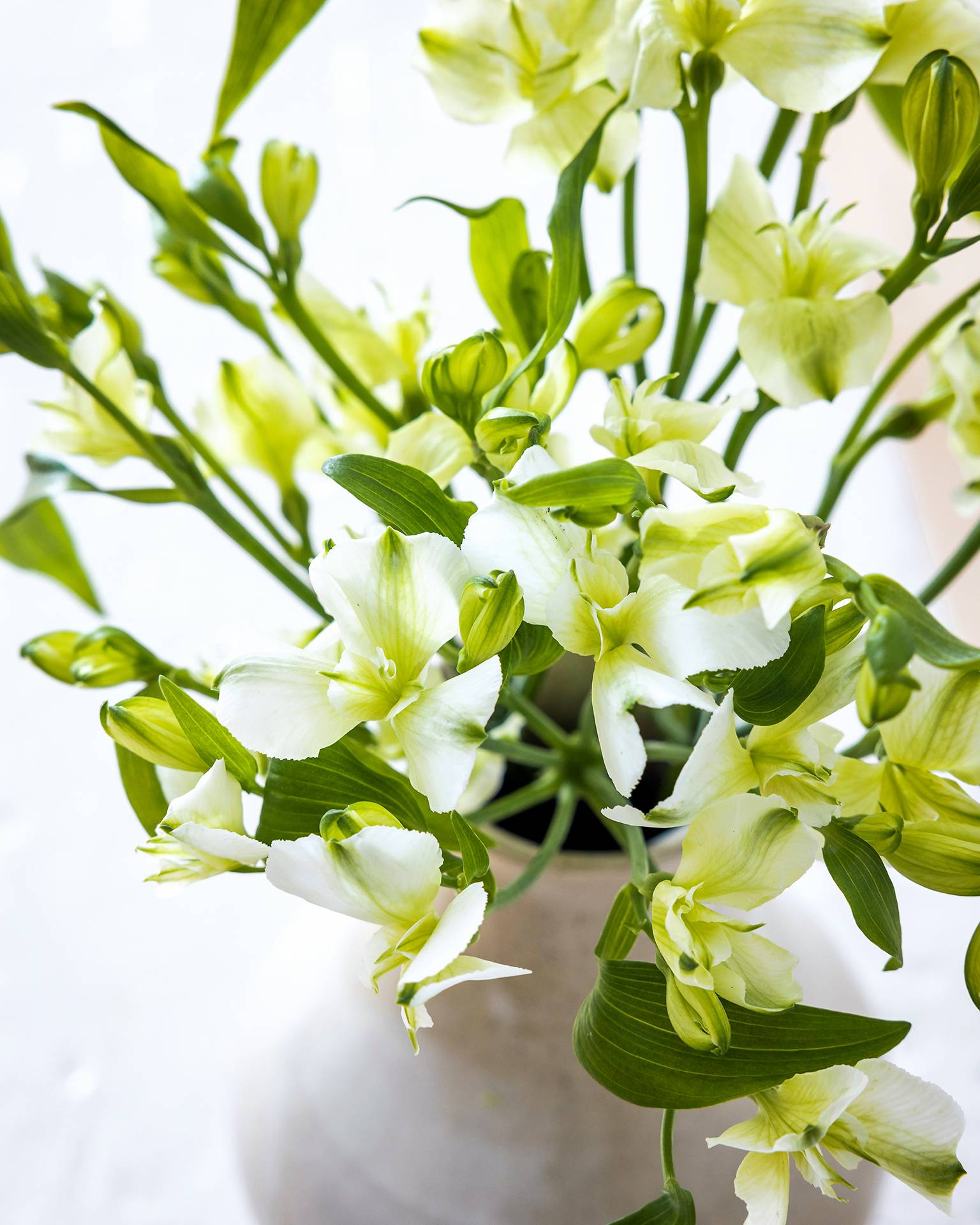 Close up alstroemeria in vaasje