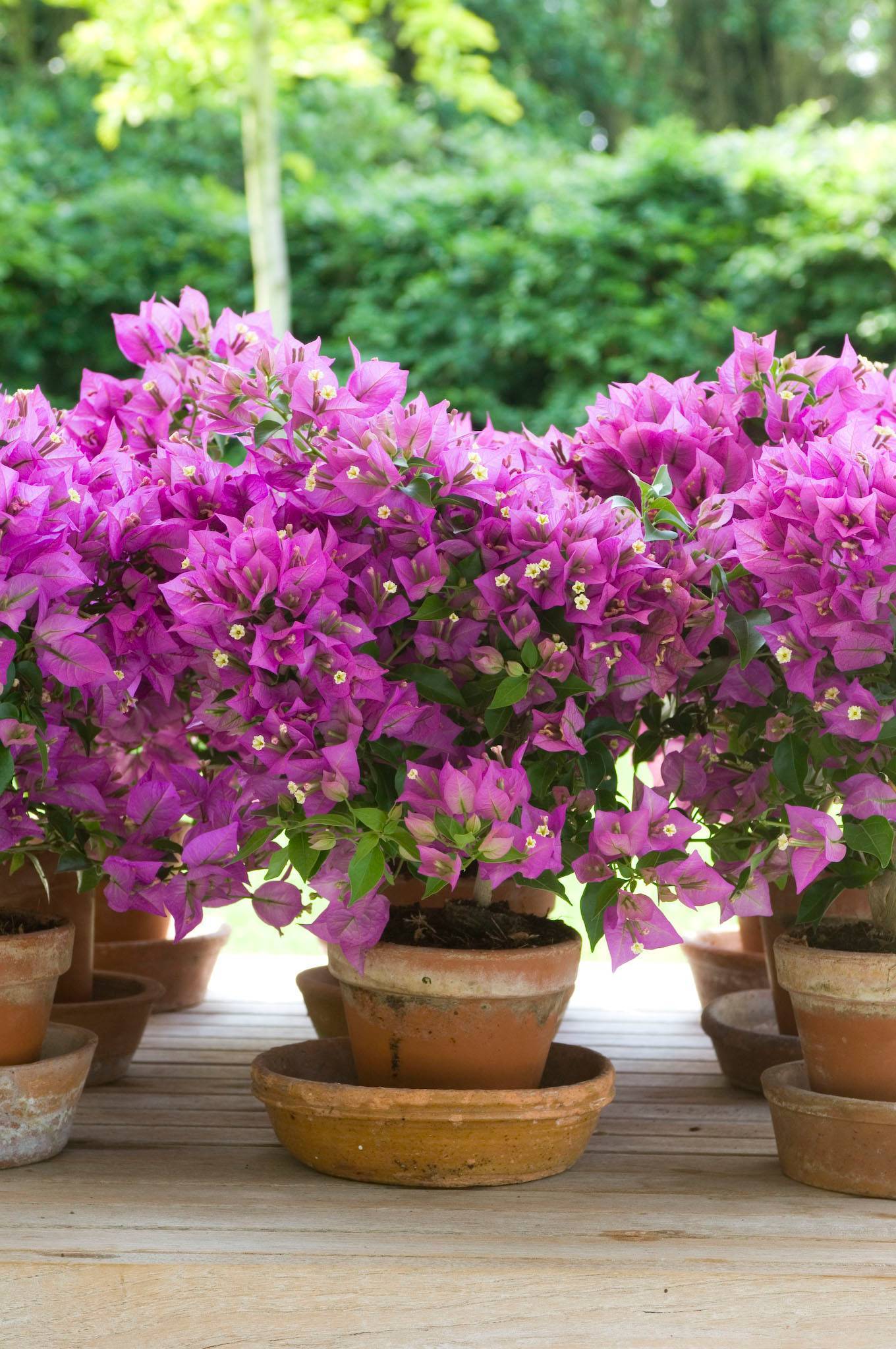 Bougainvillea_001.width-1920