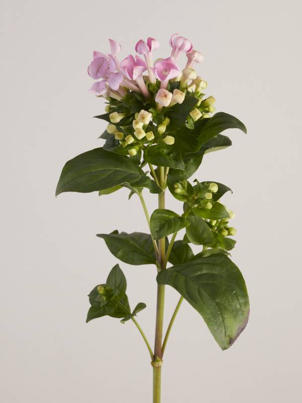 Roze Bouvardia close up