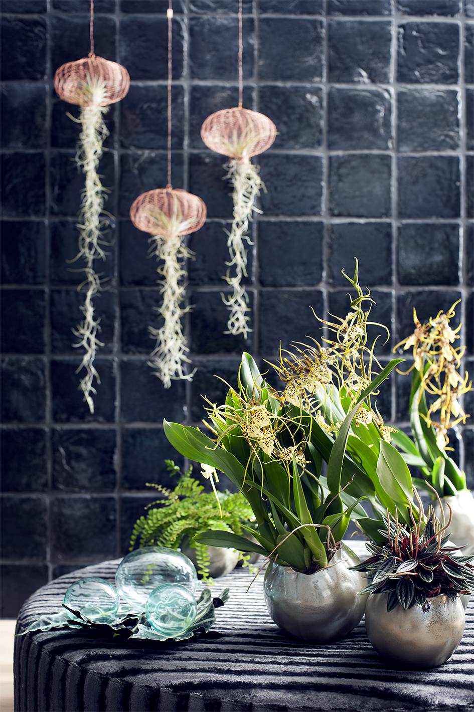 Brassia Mooiwatplantendoen.nl - 853c00cb-7aac-4146-aceb-72d210f478ab