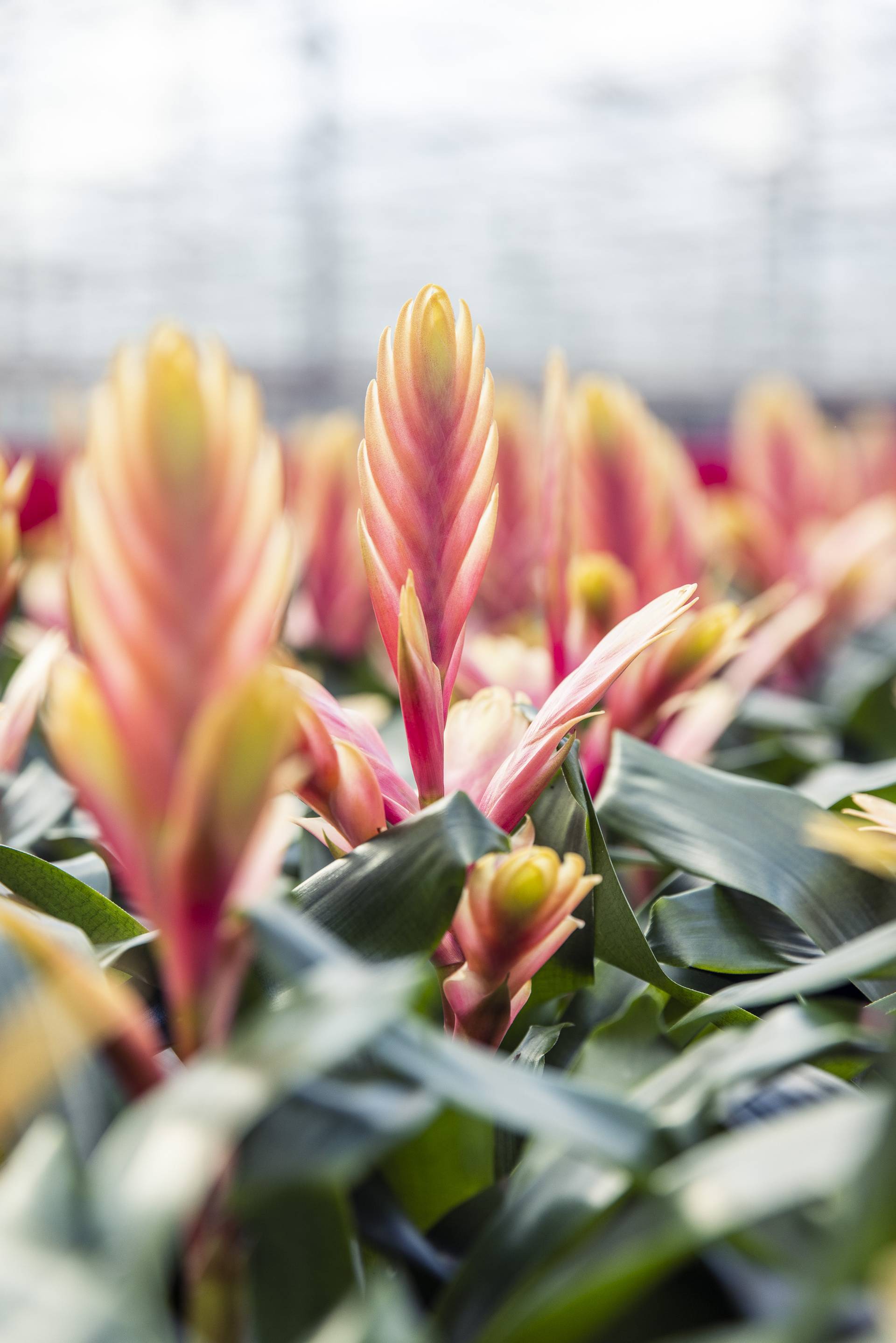 Bromelia 1