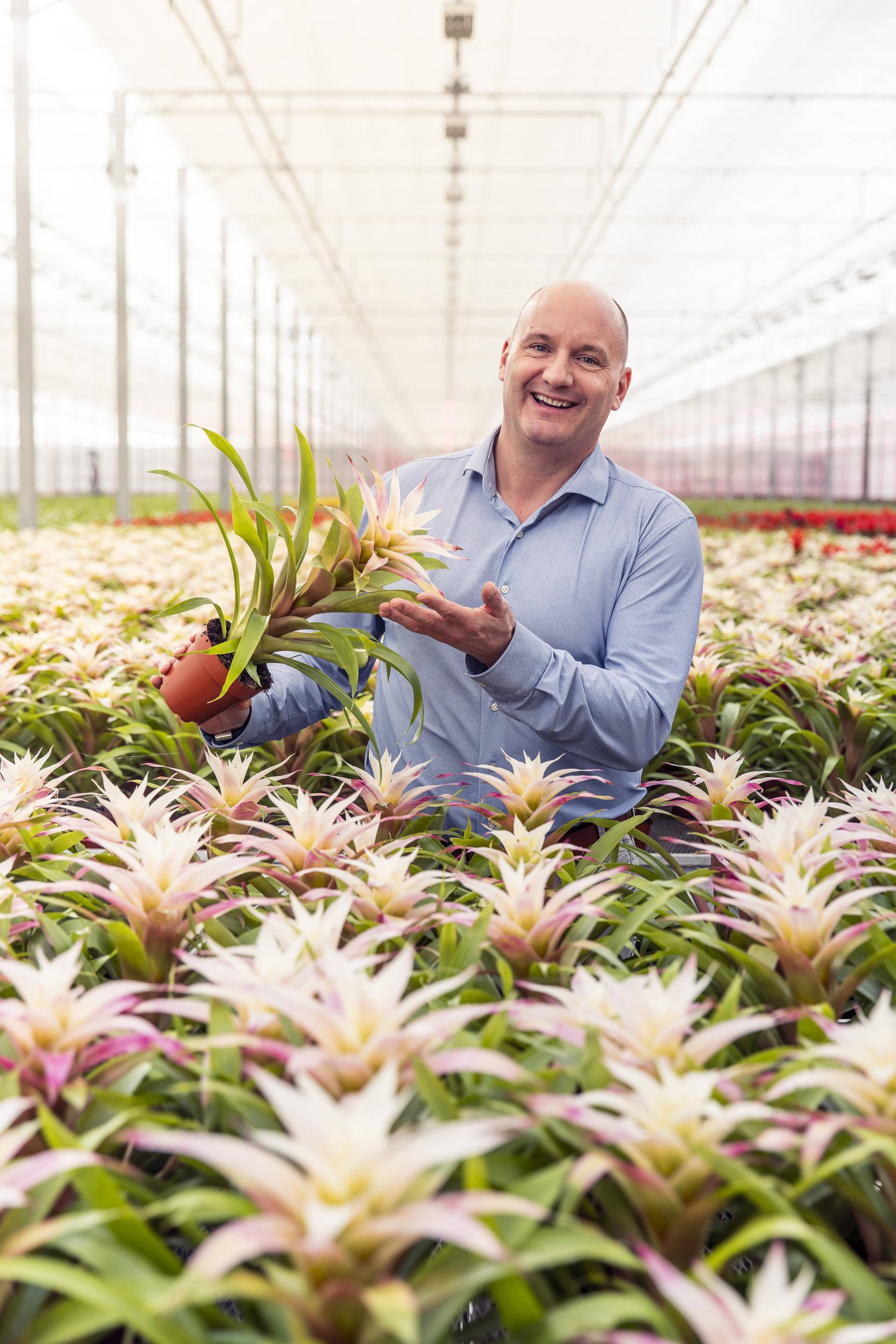 Bromelia 2