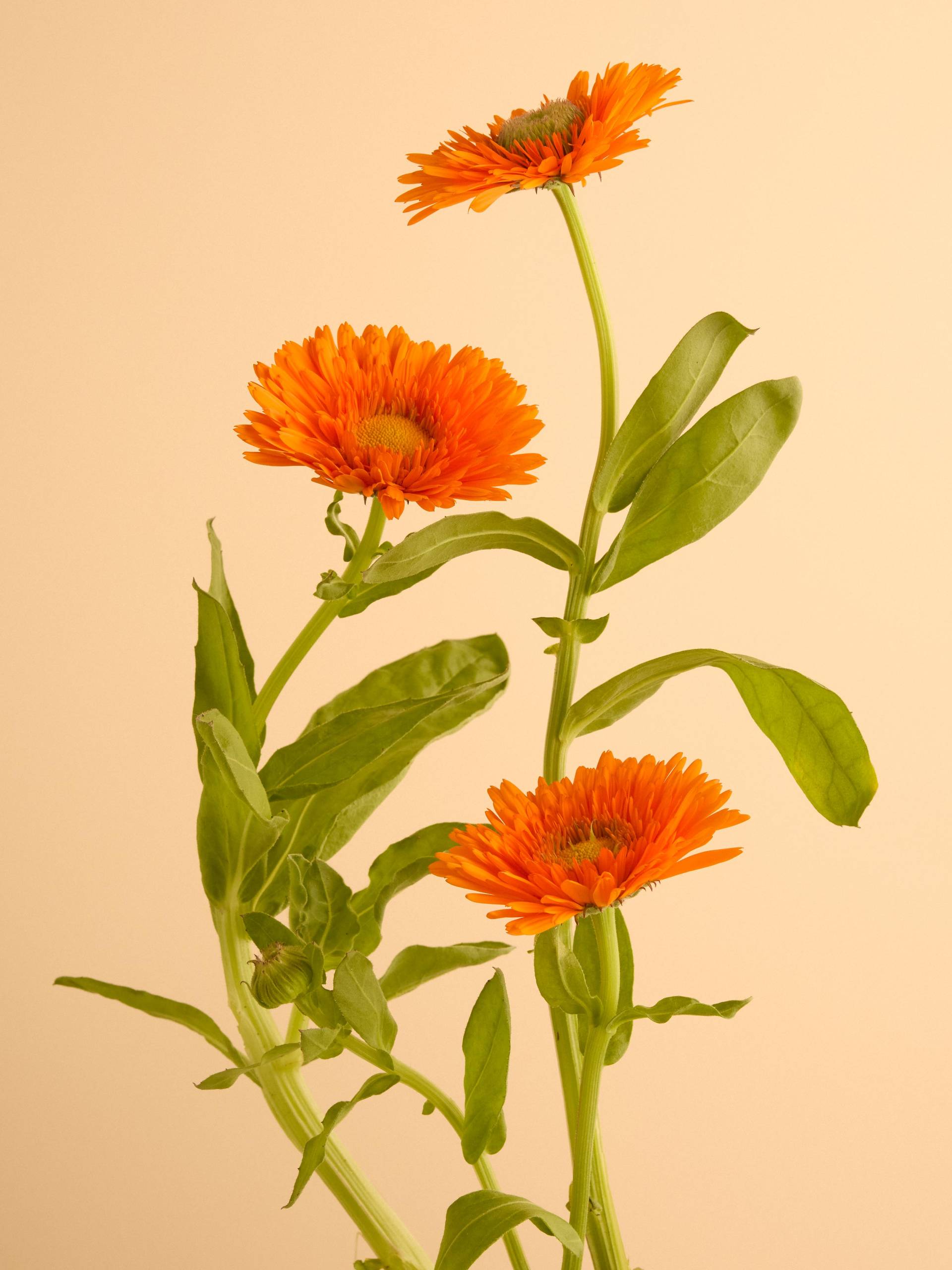 calendula oranje