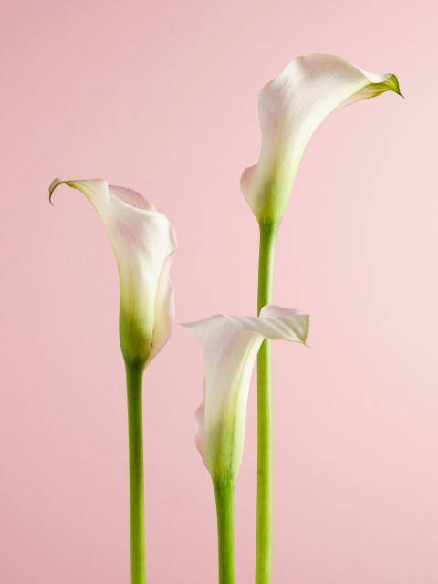 Calla