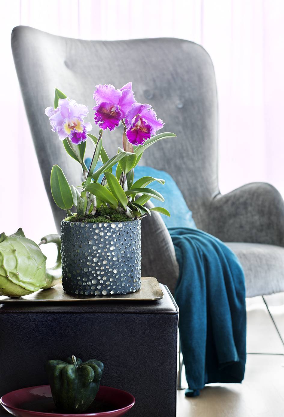 Cattleya Mooiwatplantendoen.nl - 27de315f-6aff-4701-a343-56358362e62b