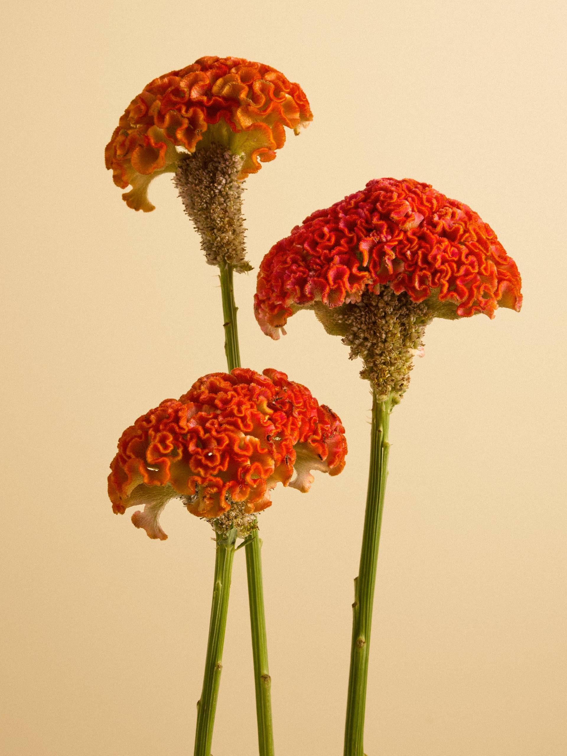 Celosia Christata-20251401_Flower Agenda BBH6621 1