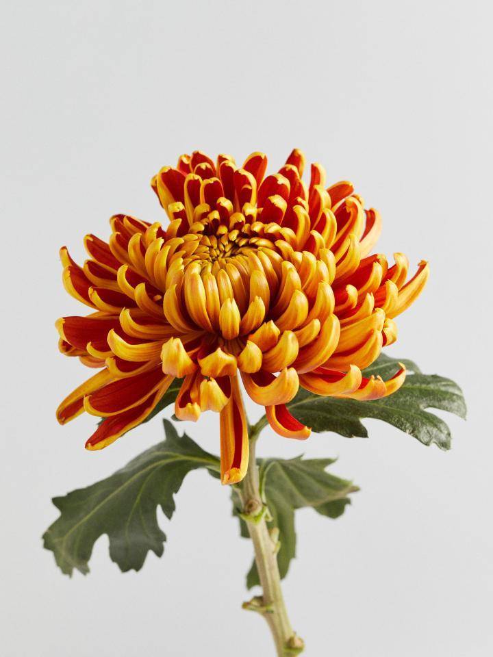 Chrysanthème