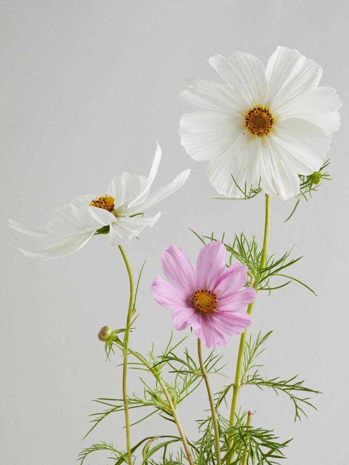 Cosmea_flower agenda BBH_Online_V20254