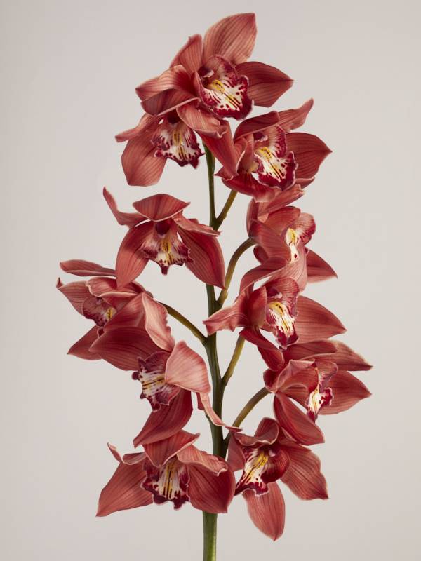 CymbidiumFlower Agenda November 20210083