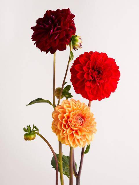 dahlia