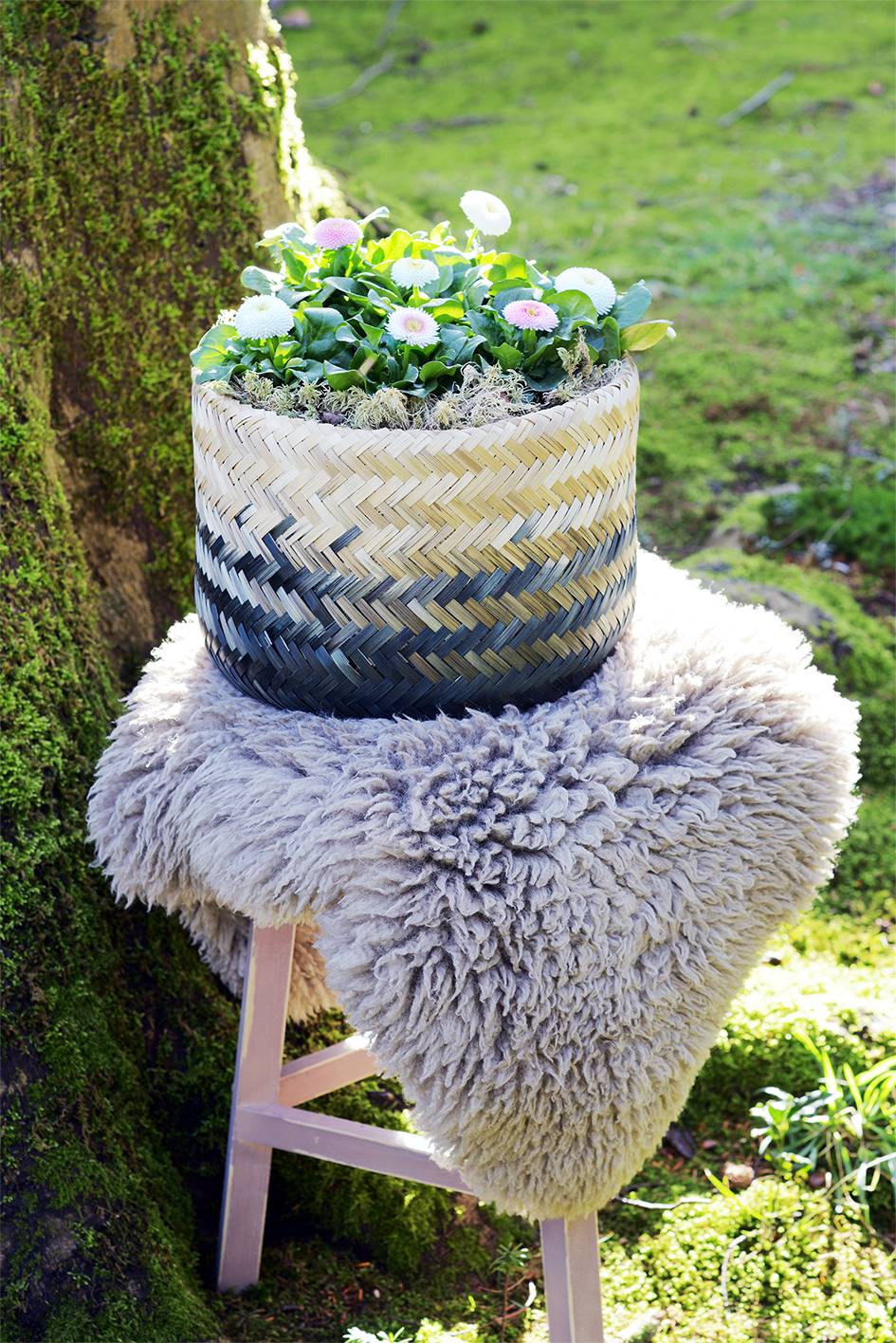 Daisy Thejoyofplants.co.uk - e7b2c195-1a47-4eaa-854a-6ee17fb56b1f