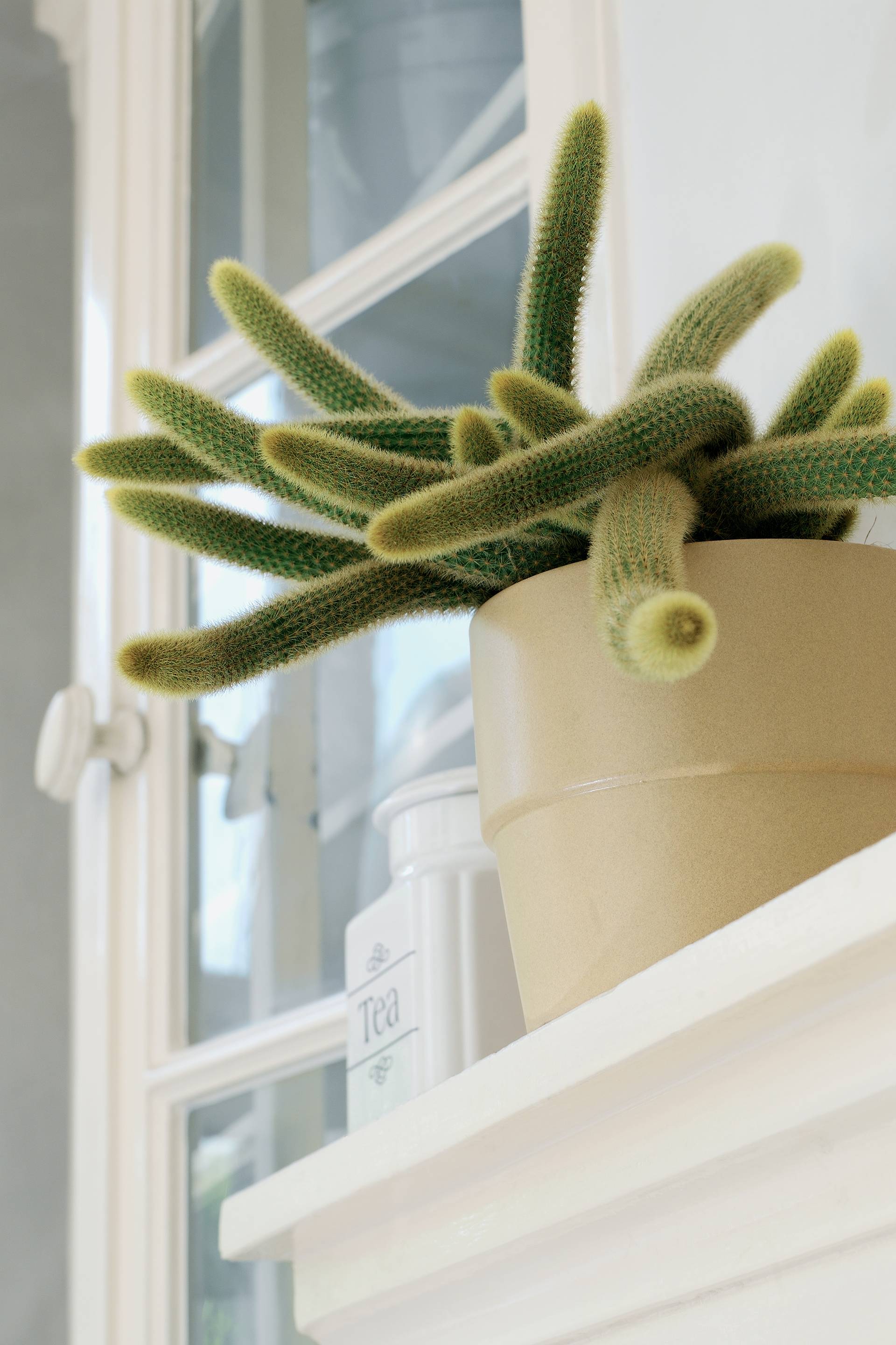 De Zomaar cactus: een bijzonder cadeau - ed256d17-bd8a-4df3-831a-1052ee11685b