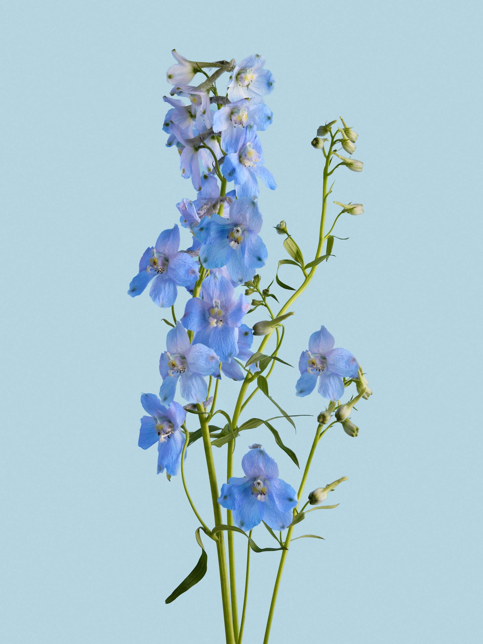 Delphinium-blauw (1)