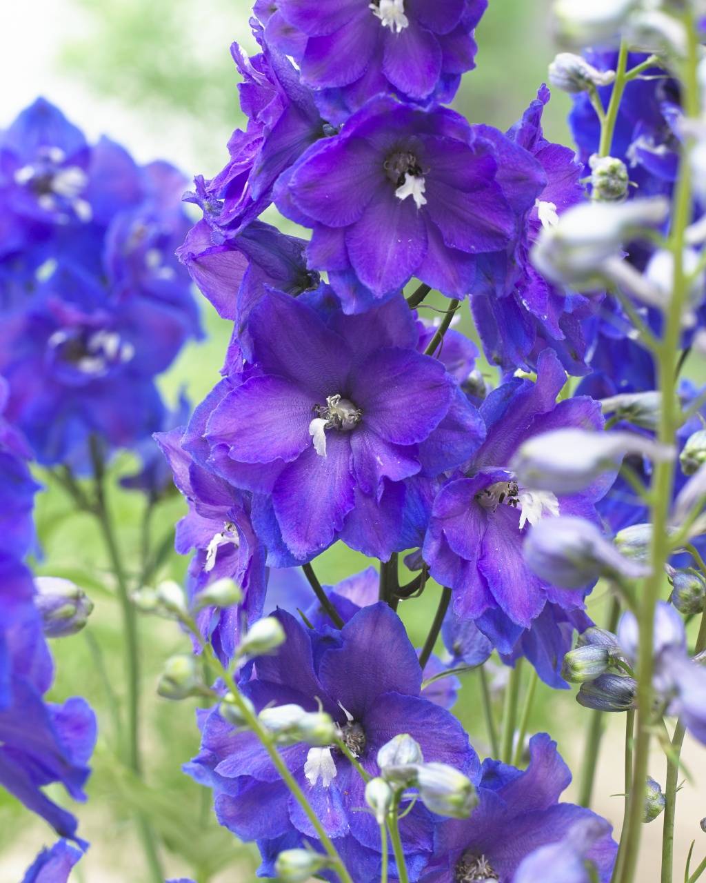 Delphinium Thejoyofplants.co.uk - e2b6b0f5-1d78-45de-85c3-475ec62057e7